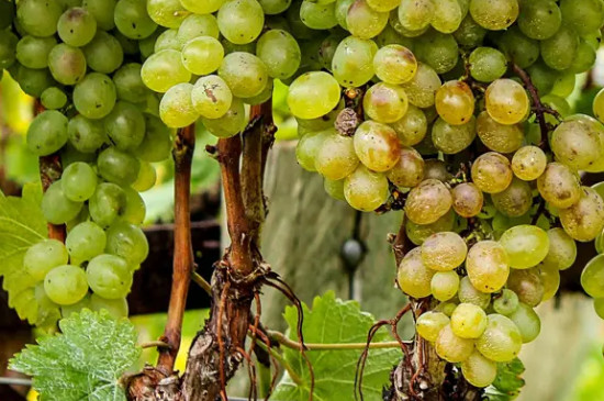 绿色葡萄品种有哪些