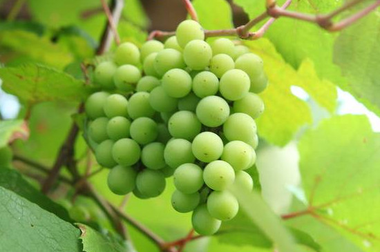 绿色葡萄品种有哪些