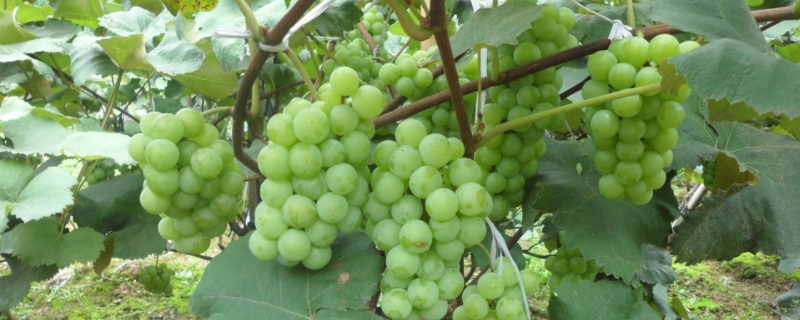 绿葡萄品种