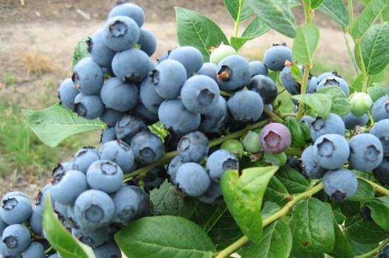 德雷珀蓝莓品种介绍