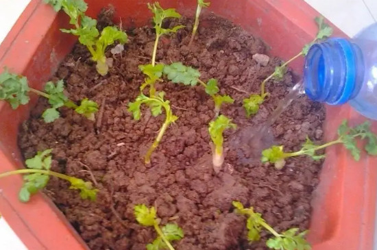 香菜种子怎么种植方法