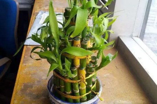 鸿运竹的养殖方法
