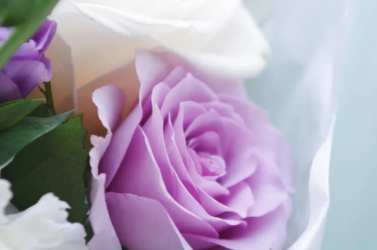 粉紫色玫瑰花语是什么意思