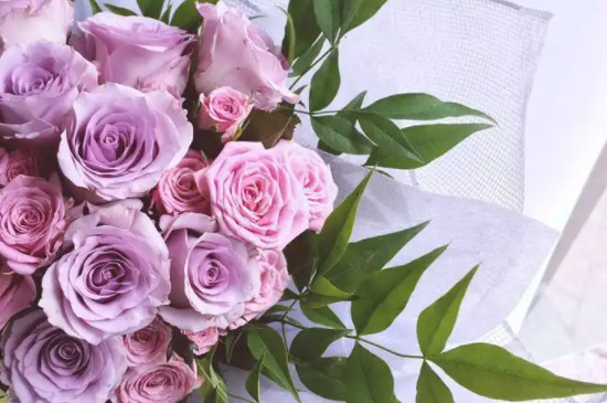 粉紫色玫瑰花语是什么意思