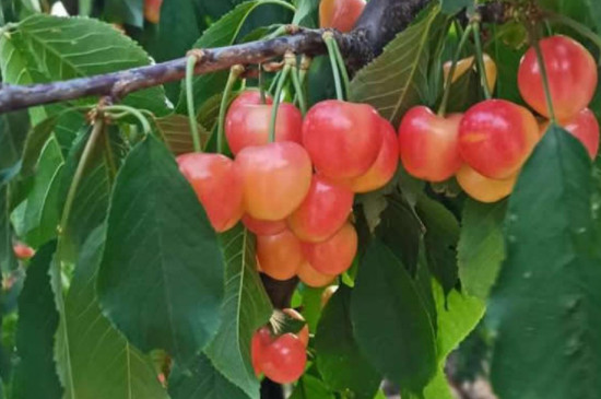 辉煌1—5大樱桃配什么品种授粉