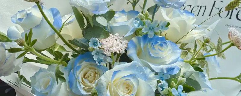 碎冰蓝玫瑰是自然生长的吗
