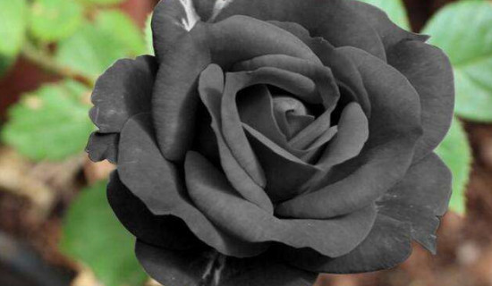 黑白玫瑰的花语是什么意思