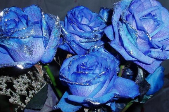 蓝玫瑰和红玫瑰的区别