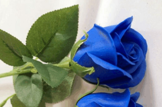 蓝玫瑰和红玫瑰的区别