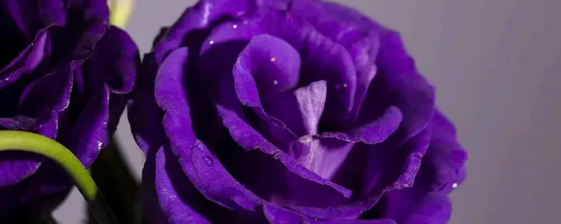 紫色玫瑰的花语是什么"