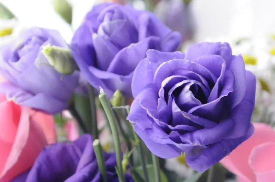 紫色玫瑰的花语是什么