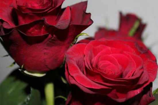 16朵红玫瑰花代表什么意思