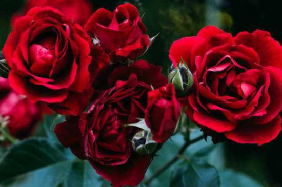 16朵红玫瑰花代表什么意思