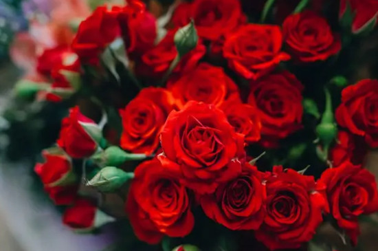 红玫瑰和白玫瑰分别代表了什么