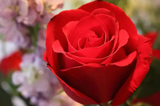 红玫瑰的花语是什么