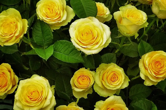 玫瑰花有几种颜色分别是什么