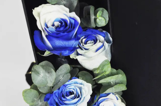 浅蓝色玫瑰花的花语