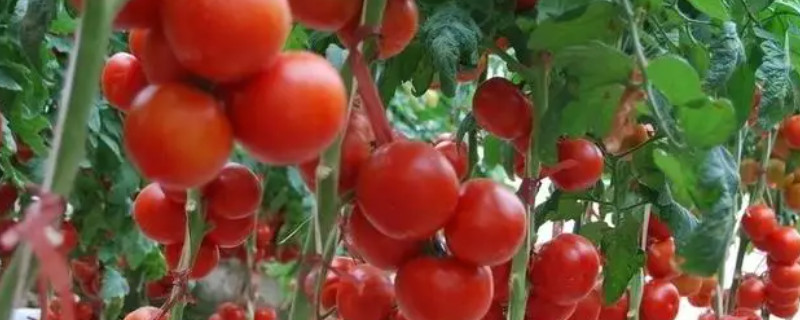 西红柿幼苗多高才可以移栽