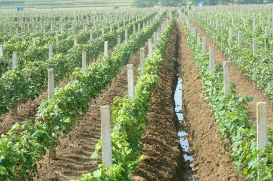 黑加仑葡萄种植栽培的技术