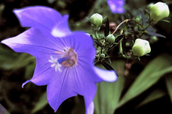 紫桔梗花语是什么意思 寓意