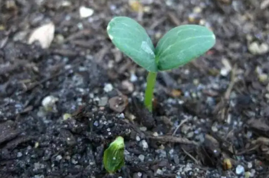 西瓜种子催芽简单方法