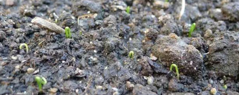 韭菜种子直接撒在泥土里会发芽吗