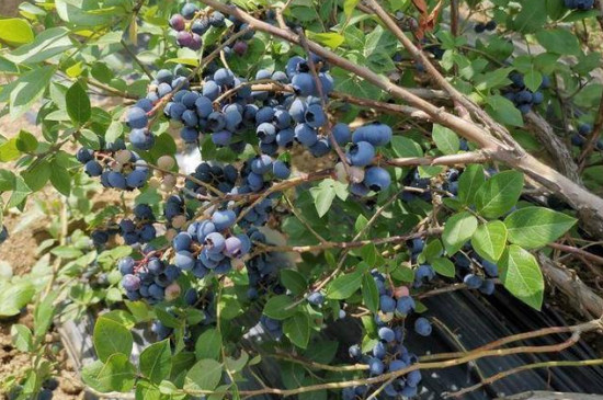 北陆蓝莓品种介绍