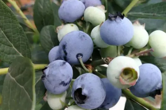 茶花蓝莓品种介绍