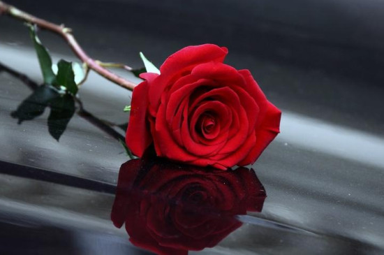 红玫瑰的花语是什么象征