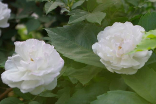 白色蔷薇花的花语是什么
