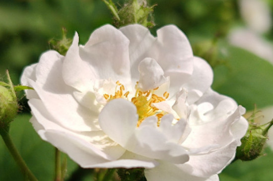 白色蔷薇花的花语是什么