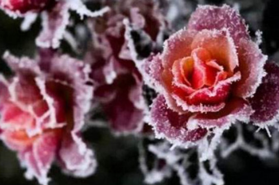 玫瑰花零下十度会冻死吗