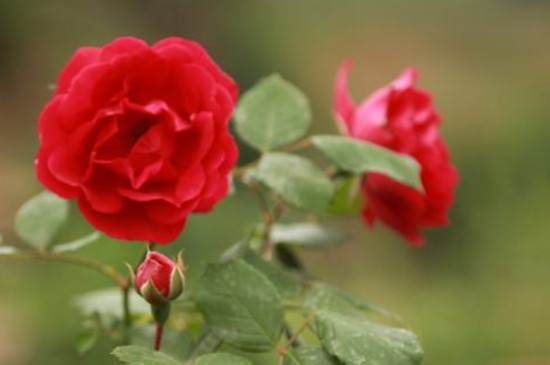 红玫瑰花的花语是什么