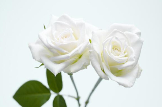 白色玫瑰花代表什么