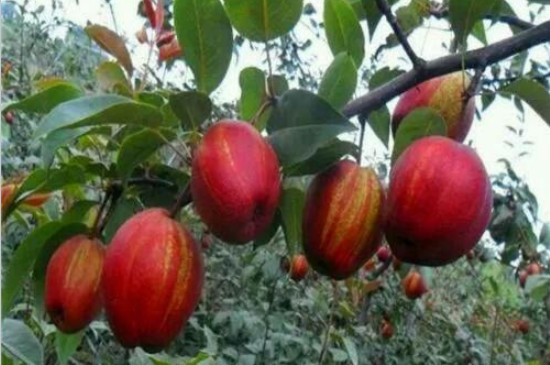 早酥红梨品种介绍