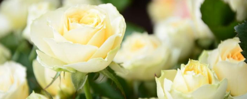 7朵白玫瑰花语是什么