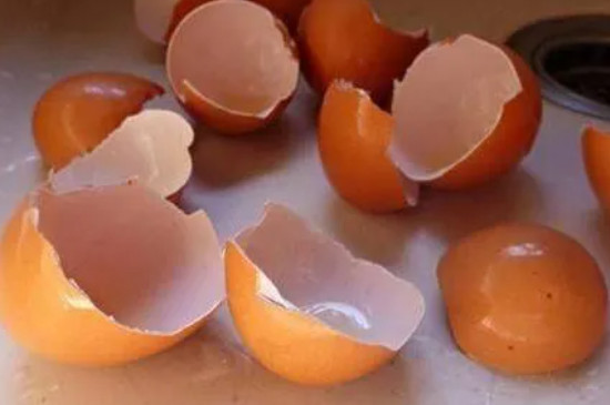 鸡蛋皮可以做花肥直接撒在盆里吗
