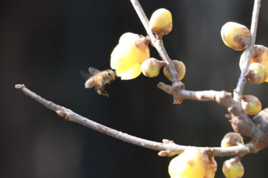 冬季腊梅的养殖方法和注意事项