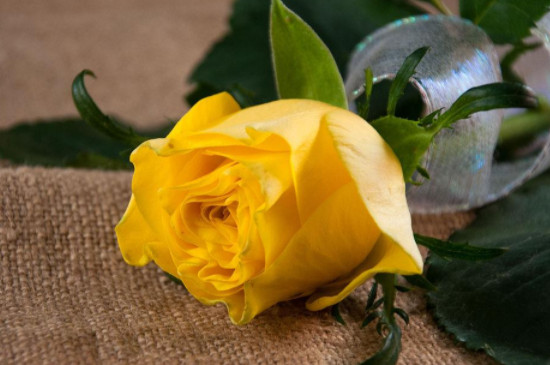 一朵黄玫瑰代表什么意思