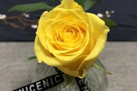 一朵黄玫瑰代表什么意思