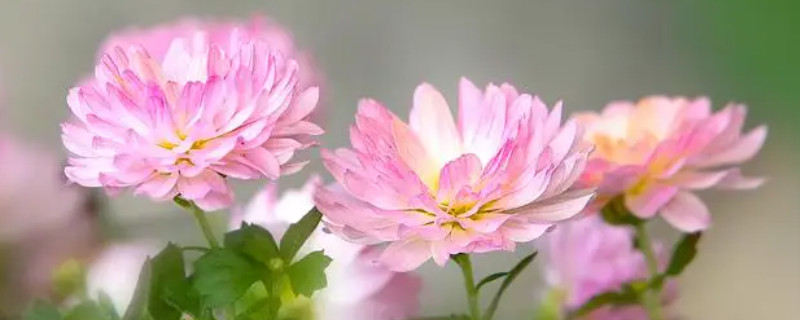 粉菊花的花语和寓意