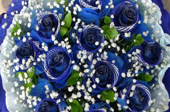 19朵蓝色玫瑰的花语是什么