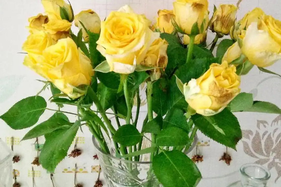 10朵黄玫瑰代表什么意思