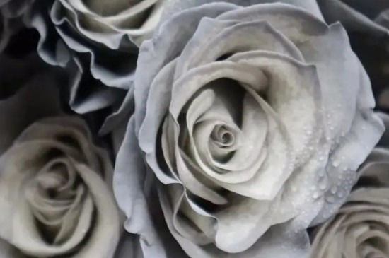 灰色玫瑰花语是什么