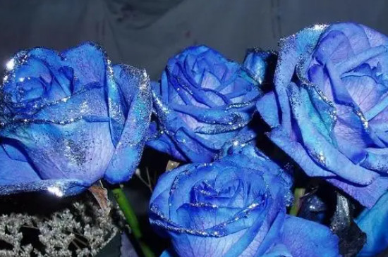 蓝色妖姬玫瑰花的花语是什么