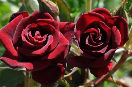 红玫瑰花瓣发黑是不新鲜吗
