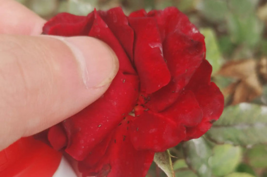红玫瑰花瓣发黑是不新鲜吗