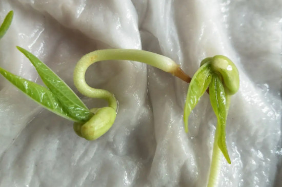 生绿豆芽怎样才能不长根