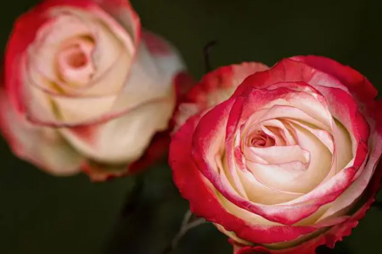 各种颜色玫瑰花的花语和寓意