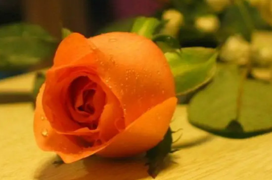 各种颜色玫瑰花的花语和寓意